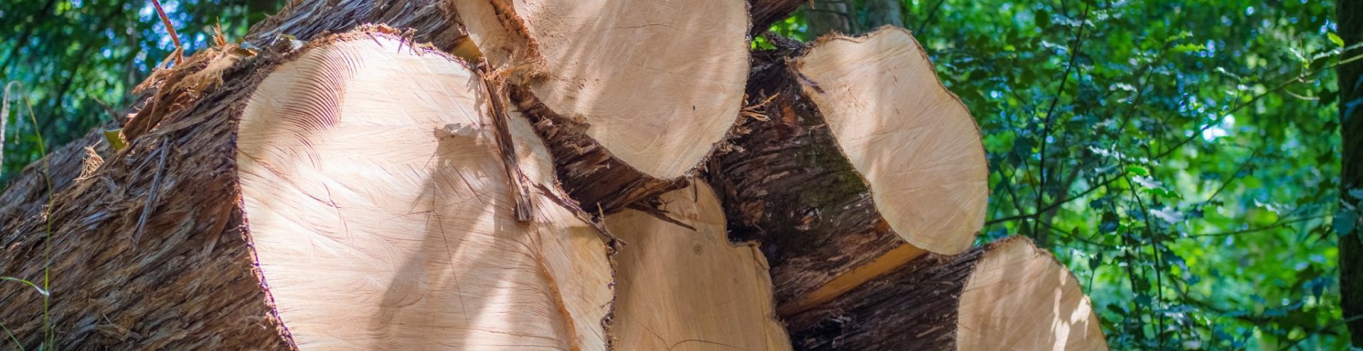 Low Angle Shot Piled Logs With Greenery Background