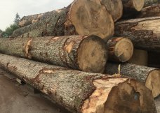 Larch