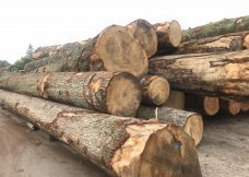 Douglas Fir