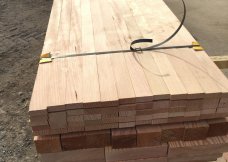 Douglas Fir
