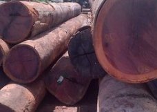 Purpleheart Logs