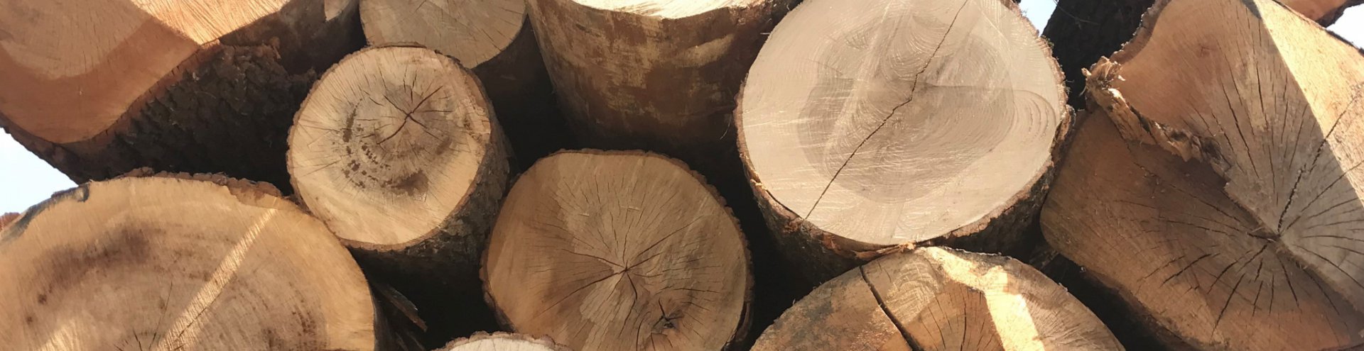 Oak