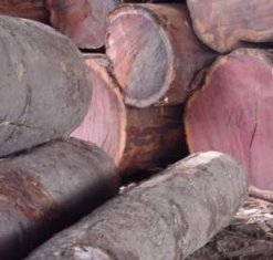 PURPLEHEART LOGS