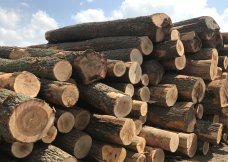 Oak Logs